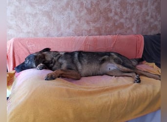Saga ❤️ wartet in 88161 Lindenberg