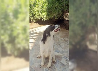 Lutz, ein aktiver, liebevoller Familienhund