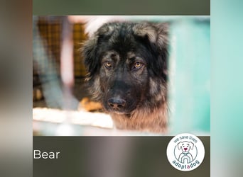 Bear: Hat seine Angst überwunden