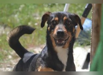 Bingo – einer von zwölf zurückgelassenen Hunden sucht ein neues Zuhause
