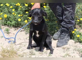 Kira, Mix Podengo / Labrador, lieb und verträglich