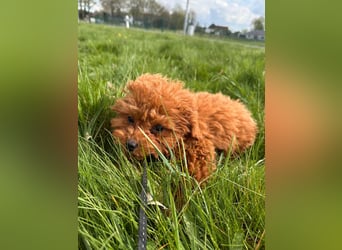 Pudel