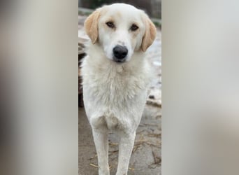 Nami, geb. ca. 12/2019, lebt in GRIECHENLAND, im städt. Tierheim Serres