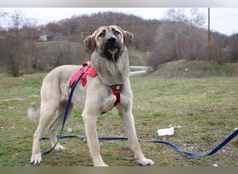 Nala – Sanfte Hündin mit großem Herz, sucht ein liebevolles Zuhause!