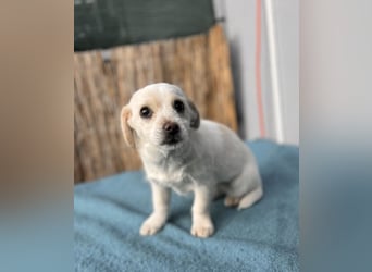 Lili LM – neugieriges Hunde-Mädchen sucht liebevolles Zuhause mit Herz und Verstand