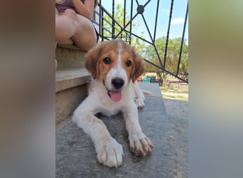 Sonnenschein Rivka sucht dich!