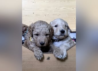 Labradoodlewelpen Rüden ab Mai abgabebereit
