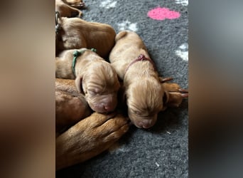 Magyar Vizsla aus Jagdlicher Leistungszucht. Ein Rüde sucht noch sein perfektes Zuhause