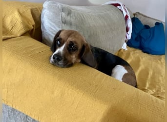 Beagle Mix HUGO (2 Jahre alt) sucht eine Familie!