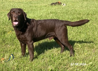 Labrador Deckrüde mit ZZL, decksicher, reinerbig braun chocolate nach FCI Standard, kein Verkauf!