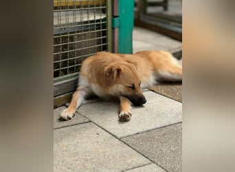 ♥PEPITO♥ neu auf Pflegestelle bei Köln - niedlicher, verspielter, fröhlicher Jungspund 46cm