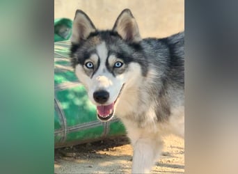 NORA-BLUE- Traumhündin sucht ihr schönes, liebevolles "Für-immer-Zuhause"