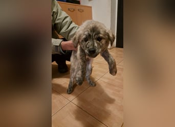MAX - Traumhund sucht Traumzuhause