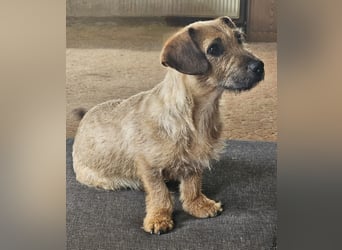 Süßer Dackel-Mix freut sich auf Deinen Besuch