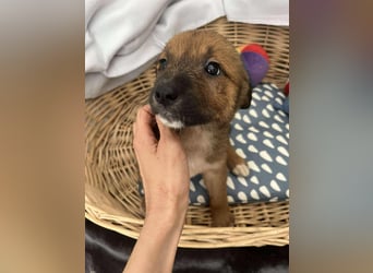 Libby sucht ihr Traumkörbchen