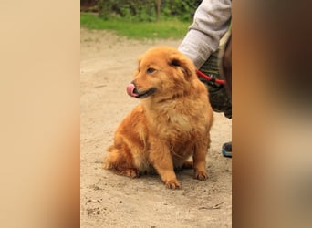 Nymeria LM – kleine Hündin mit großem Herz
