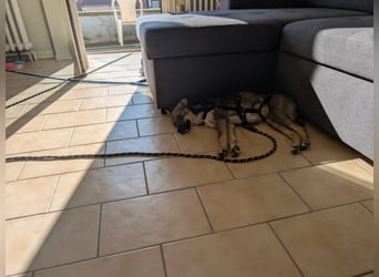 Zarte Tammi sucht dringend Hundekenner mit Herz