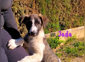 Jada geb. 01/2022 (ESP) - ausgeglichene und aufgeschlossene Schönheit!
