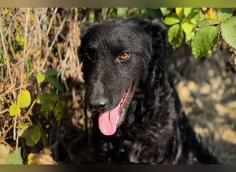 Chip 2277422: Sucht ein Zuhause