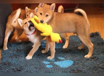 Schöne rote Shiba inu Welpen MEI, MIKA, MASARU mit FCI dokumenten