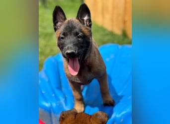 Malinois
