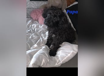 3 Minipudel/Zwergpudelwelprn hypoallergen!