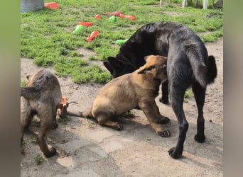 Dunkelgraue Schäferhunde aus Kör-u.Leistungzucht
