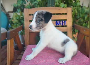 Wil geb. 05/2025 (ESP) - sportlicher Border-Collie-Mix Welpe!