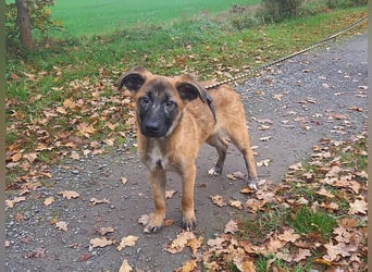 Mischlings Junghündin "Lina" sucht ein Zuhause