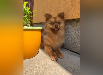 Tobi2 SR – unkomplizierter Sonnenschein sucht neues Glück