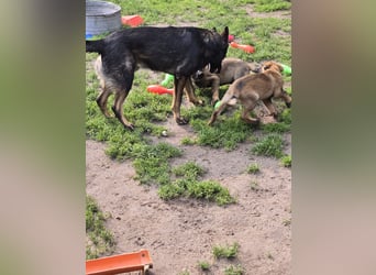 Dunkelgraue Schäferhunde aus Kör-u.Leistungzucht