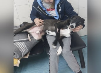 Rusko ein wahrer Engel