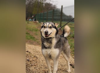 Dakota-VA – Schönheit mit Husky-Charme sucht Rasseliebhaber