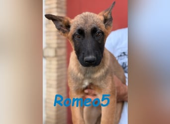 Romeo5 11/2024 (ESP) - aktiver Malinois-Schäferhund-Mix Welpe!