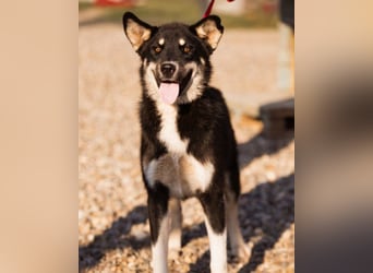 Husky-Mix ♥ Khan ♥ fitter, freundlicher und kluger Fellfreund