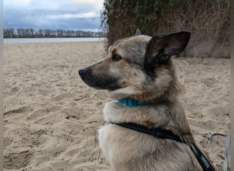 Jack, ein Kuschelbär mit Stummelschwanz