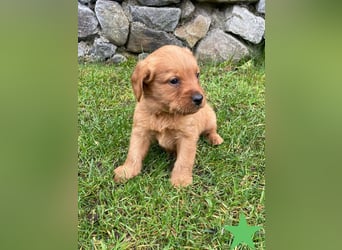 Labradoodle F1 Welpen in Red Apricot