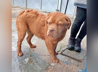 Melo, will das Tierheim verlassen