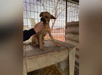 Egon LM – Kleiner Kämpfer mit großem Herzen sucht echtes Zuhause