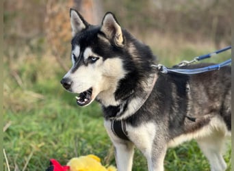 BANDIT - der verspielte und soziale Bursche möchte für immer ein Teil deiner Familie sein!