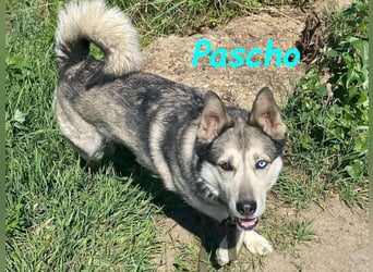 Pascho 03/2022 - energiegeladener und lernwilliger Husky (Mix) sucht sportliche Rasseliebhaber!