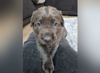 Labrador Retriever chacoral/Silber