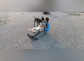 Daisy – zarte Hundeseele auf der Suche nach Geborgenheit