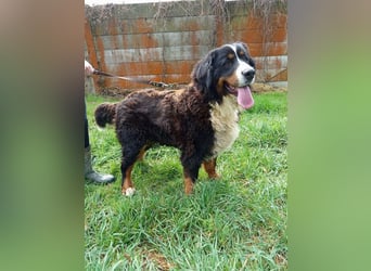 FRIDA - die freundliche, verspielte Hündin mag Menschen + Artgenossen und sucht ein neues Zuhause