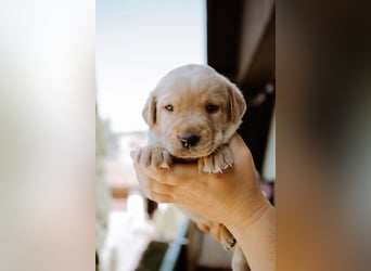 Labradorwelpen