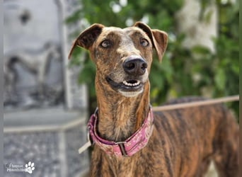 Elonia - auch für Galgoanfänger geeignet