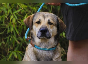 Mya, Mix Schäferhund / Rafeiro Alentejano, lieb und sozial