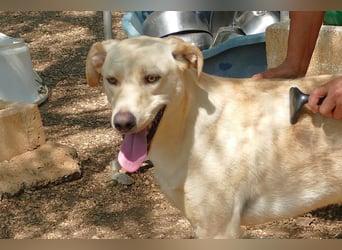 lieber Balu ist auf der Suche nach seinem Zuhause