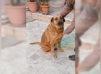 Daisy, familienfreundliche Traumhündin