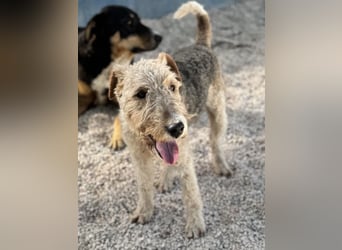 Fox, sucht seine Menschen
